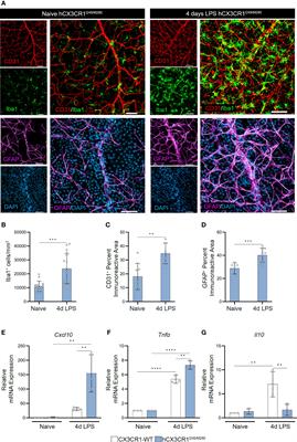 Pharmacological depletion of microglia alleviates neuronal and vascular damage in the diabetic CX3CR1-WT retina but not in CX3CR1-KO or hCX3CR1I249/M280-expressing retina